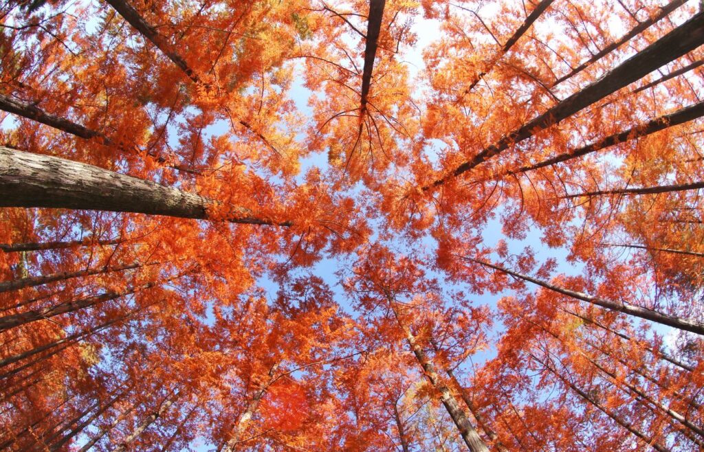 Tall trees during autumn - E-commerce SEO checklist
