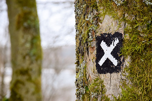 shows an image of a white cross on a tree