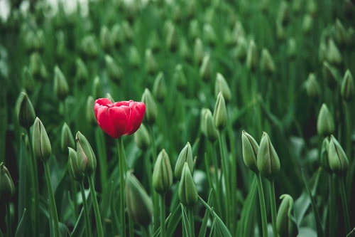 shows an image of a pink rose