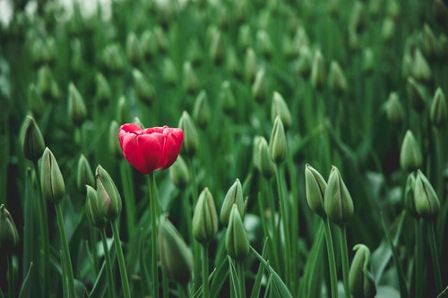 shows an image of a pink rose 