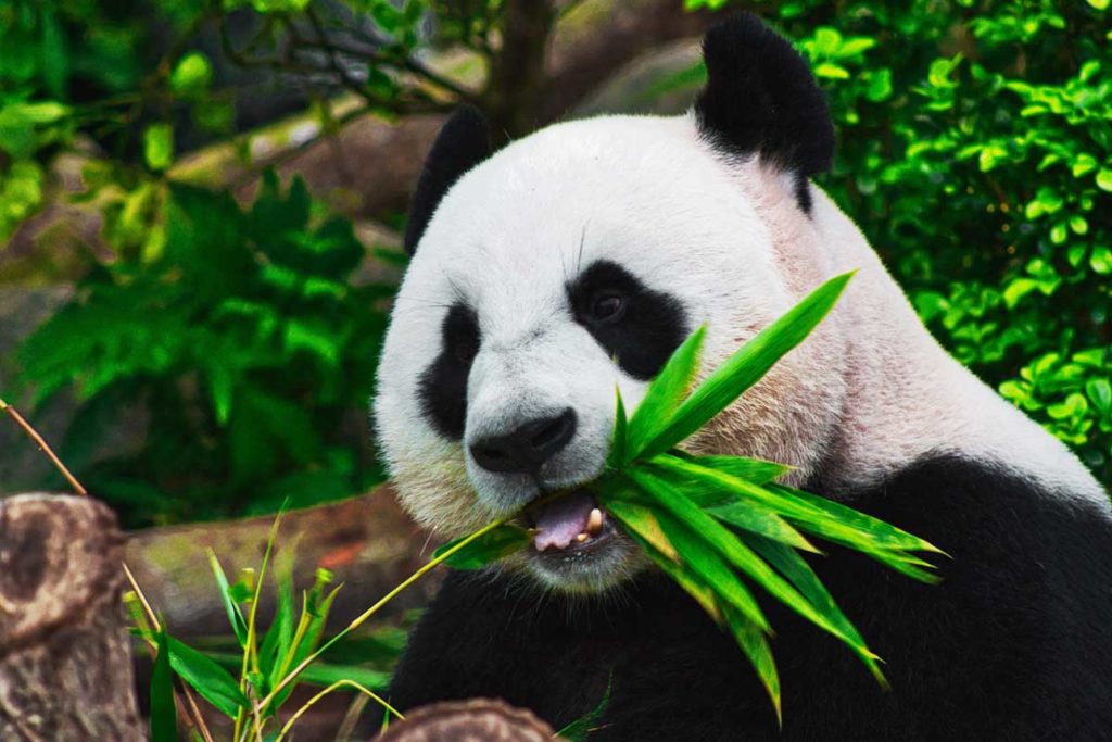 Shows a panda eating sugar cane