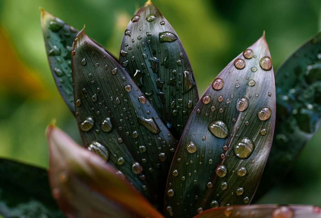 shows a close up of a green flower - what is evergreen content?