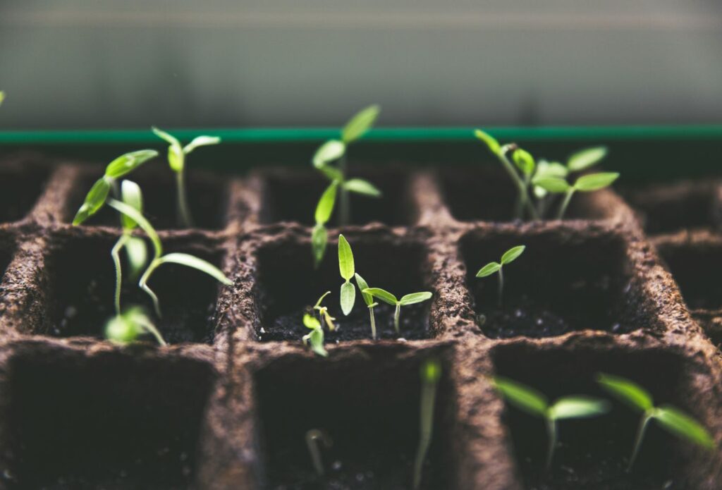 shows plants spouting from the seeds 